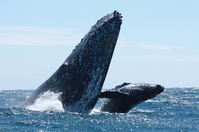 Small-Group Whale Watching Zodiac Boat Cruise in Cabo San Lucas - Searching for humpbacks, gray whales, and dolphins