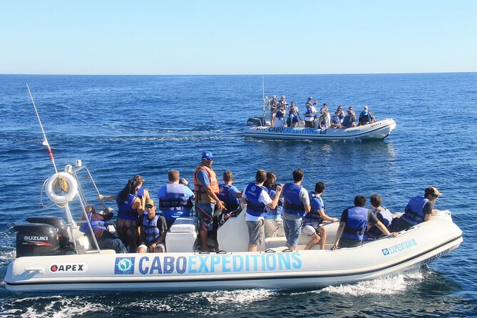 Small-Group Whale Watching Zodiac Boat Cruise in Cabo San Lucas - Why the small Zodiac helps, and where it falls short