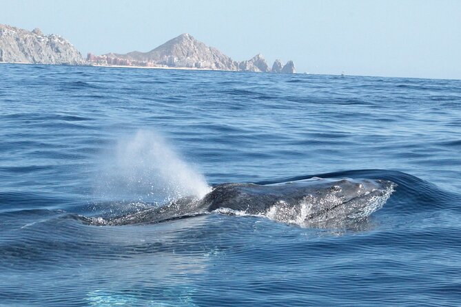 Small-Group Whale Watching Zodiac Boat Cruise in Cabo San Lucas - A strong crew can make or break the day