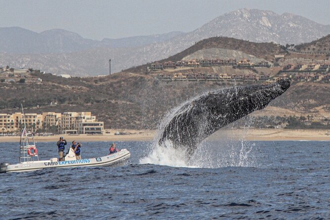 Small-Group Whale Watching Zodiac Boat Cruise in Cabo San Lucas - The $85 price and what it really includes