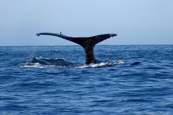 Small-Group Whale Watching Zodiac Boat Cruise in Cabo San Lucas - Who should book this Zodiac cruise