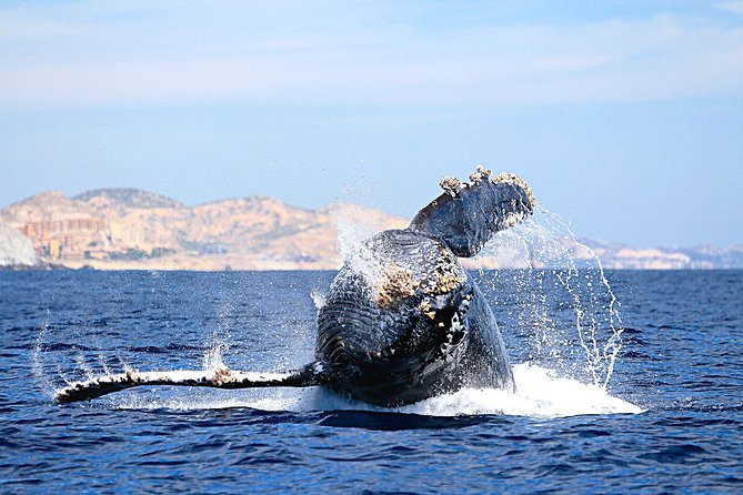 Small-Group Whale Watching Zodiac Boat Cruise in Cabo San Lucas - El Arco gives the trip an instant Cabo highlight