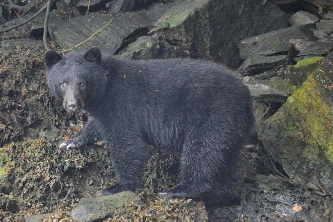 Small-Group Zodiac Wilderness Adventure from Ketchikan - Forested islands, rocky points, and quiet bays