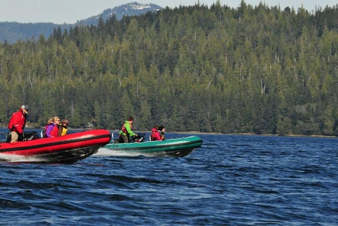 Small-Group Zodiac Wilderness Adventure from Ketchikan - Wildlife watching, with realistic expectations