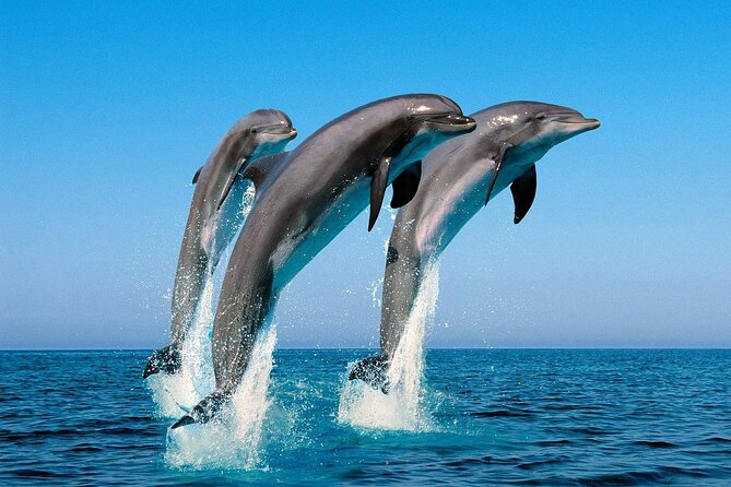 Snorkel with Dolphins, Lunch on Benitiers island, Speedboat - The speedboat is part of the attraction