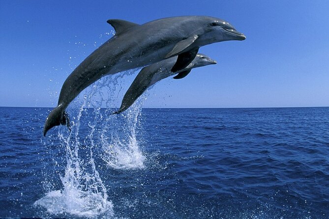 Snorkel with Dolphins, Lunch on Benitiers island, Speedboat - The mountain view adds a sense of place