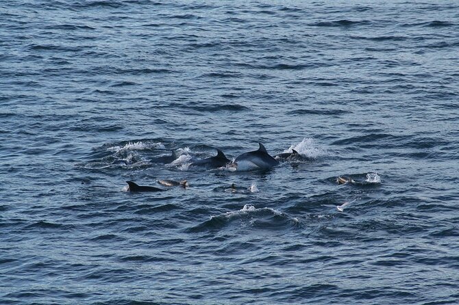 Snorkel with Dolphins, Lunch on Benitiers island, Speedboat - Who will enjoy this outing most