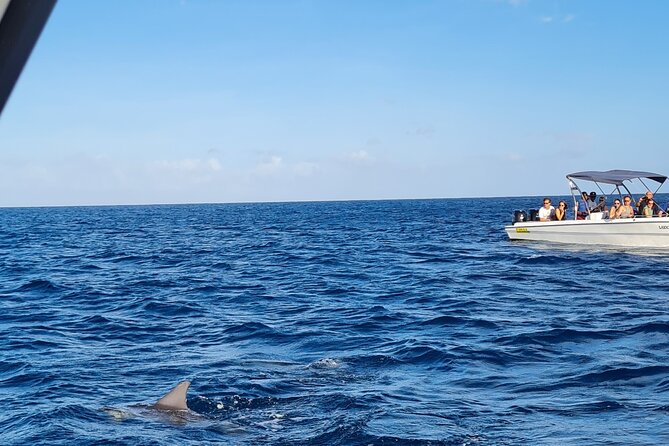 Snorkel with Dolphins, Lunch on Benitiers island, Speedboat - The dolphin swim requires comfort in open water