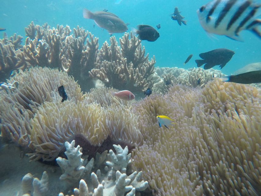 Snorkeling Cham Island: Snorkeling Tour by Speed Boat - Seafood lunch at Cham Jungle Restaurant