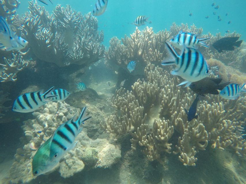 Snorkeling Cham Island: Snorkeling Tour by Speed Boat - Should you book the Cham Island snorkeling tour?