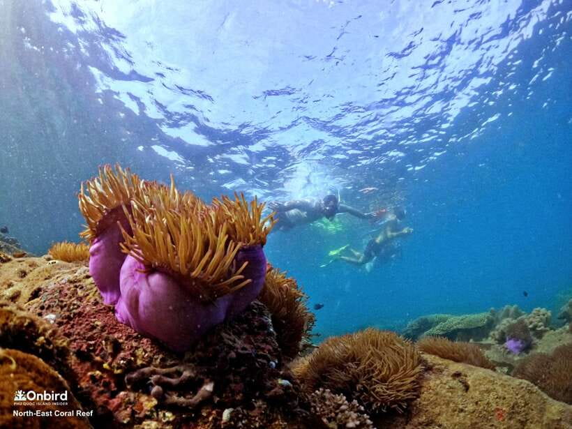 South Phu Quoc: Pro Snorkeling Tour by Speedboat - The speedboat and the island break