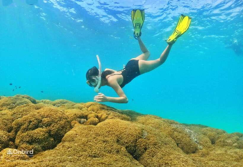 South Phu Quoc: Pro Snorkeling Tour by Speedboat - Transport, timing, and the real cost