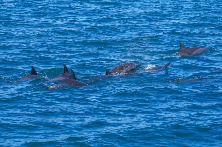 Speedboat to Ile aux Benitier: Dolphin Encounter & Lunch - Key points to know before you book