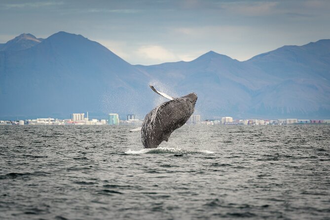 Speedboat Whale Watching Small-Group Tour in Reykjavik - Harpa and the Reykjavik shoreline