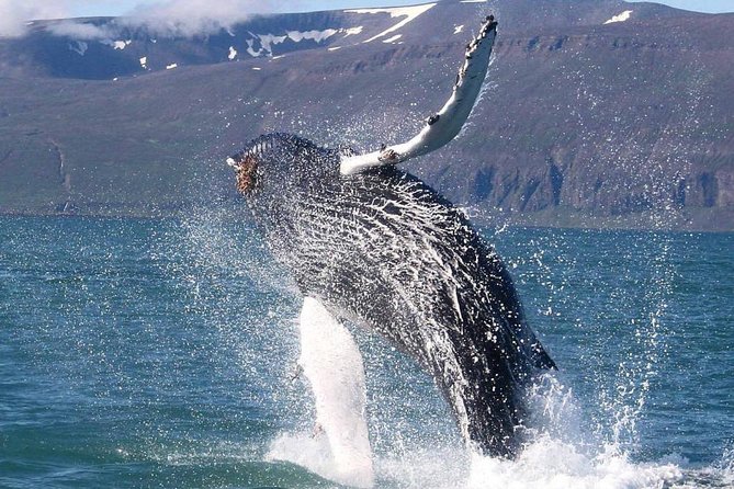 Speedboat Whale Watching Small-Group Tour in Reykjavik - What you might see in Faxaflói Bay