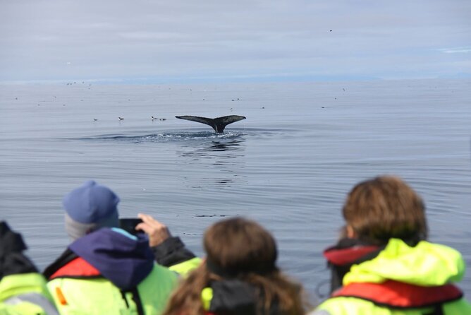 Speedboat Whale Watching Small-Group Tour in Reykjavik - The guide makes the difference