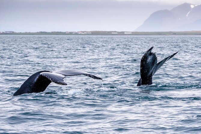 Speedboat Whale Watching Small-Group Tour in Reykjavik - Weather, comfort, and the chance of no whales