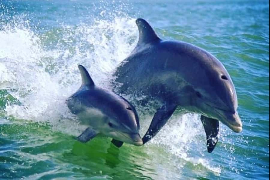 St. Pete Beach: Dolphin Racer Cruise by Speedboat - What the first 30 minutes are like