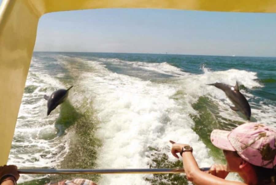 St. Pete Beach: Dolphin Racer Cruise by Speedboat - Is $36 a fair price?