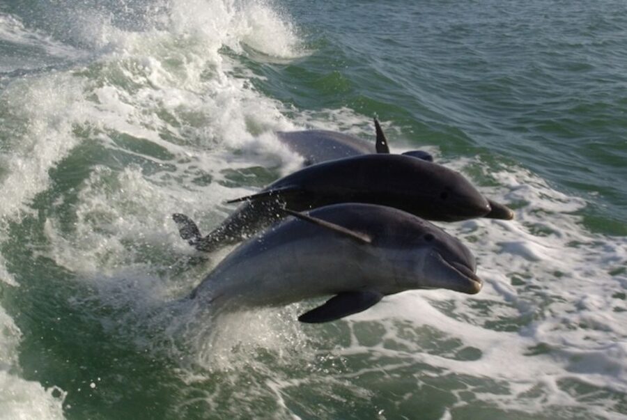 St. Pete Beach: Dolphin Racer Cruise by Speedboat - Who will enjoy this ride most?