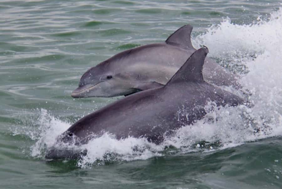 St. Pete Beach: Dolphin Racer Cruise by Speedboat - My call: book it if you want wildlife with a jolt of speed
