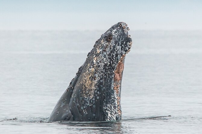 Summer Whale Watching Tour in a Zodiac Boat in Victoria - Why this Victoria Zodiac trip feels different