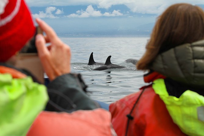 Summer Whale Watching Tour in a Zodiac Boat in Victoria - The comfort question: thrilling for some, rough for others