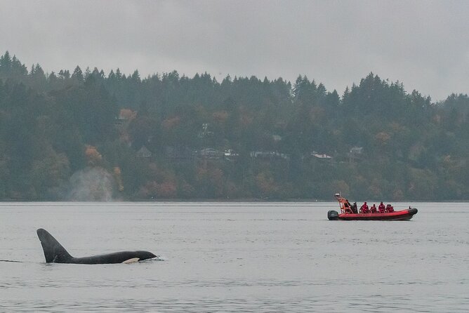 Summer Whale Watching Tour in a Zodiac Boat in Victoria - The ride past Fort Rodd Hill and Fisgard Lighthouse