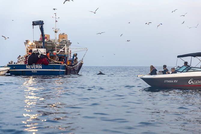 Sunrise Dolphins & Fishermen at Work speedboat tour in Rovinj - Leaving Rovinj before dawn