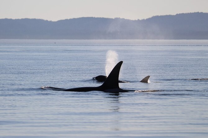 Sunset Zodiac Tour - Why the Zodiac ride changes the whale-watching experience
