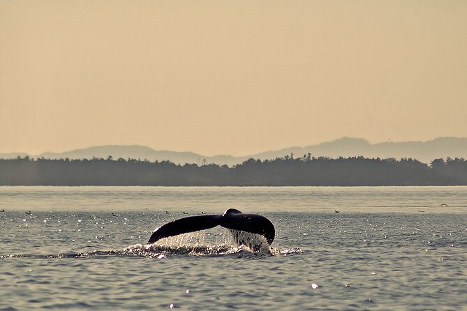 Sunset Zodiac Tour - What you may see on the water