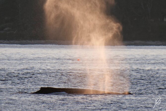 Sunset Zodiac Tour - How the $141.16 price measures up