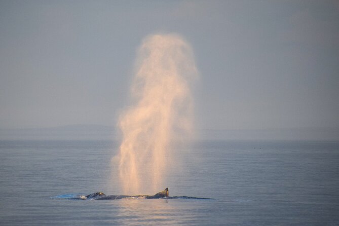 Sunset Zodiac Tour - Weather and wildlife require flexibility