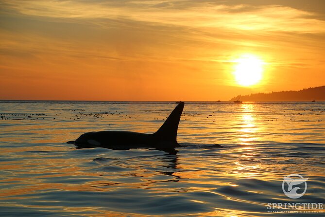Sunset Zodiac Tour - Leaving from 1119 Wharf Street in Victoria