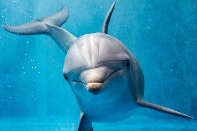 Swim with dolphin By Private Speed Boat and Sub wing Game - Hurghada - Leaving Hurghada at 8:00 am