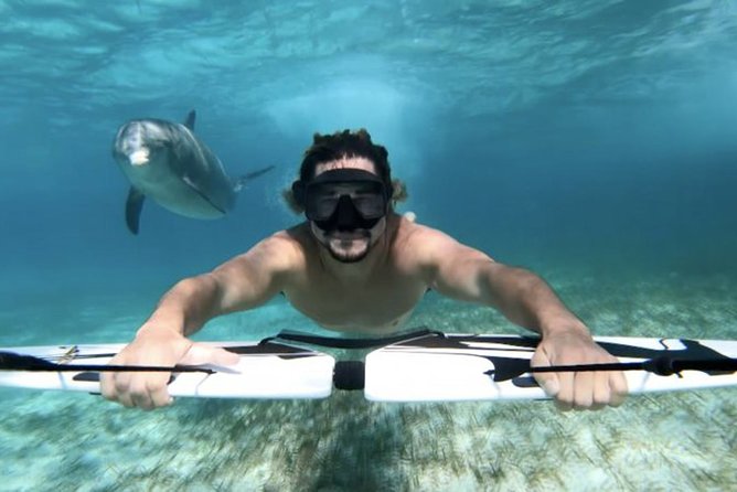 Swim with dolphin By Private Speed Boat and Sub wing Game - Hurghada - Who will get the most from this outing