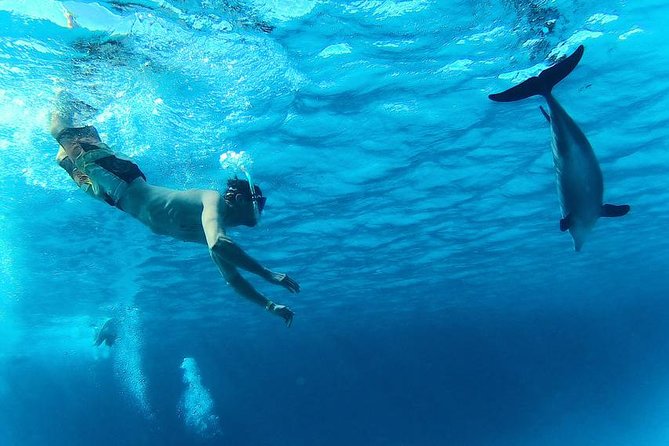 Swim with Dolphins Semi Private Speedboat Sea Tour - Hurghada - Who will enjoy this trip most?
