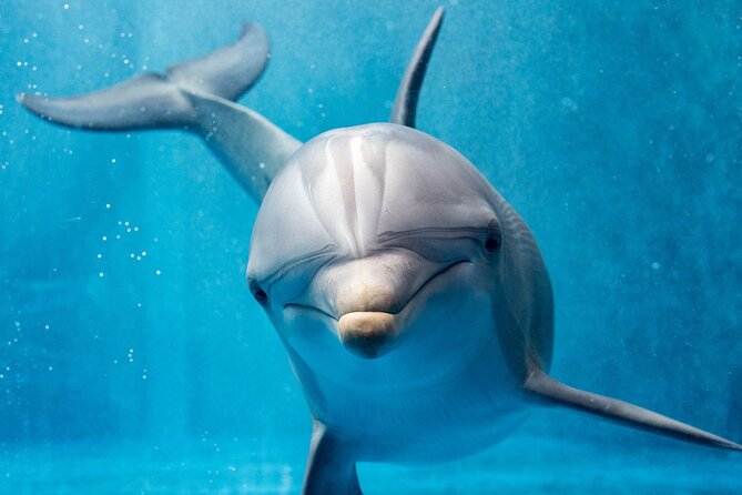 Swim with Dolphins Semi Private Speedboat Sea Tour - Hurghada - Practical details before you book