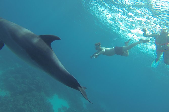 Swim with Dolphins Semi Private Speedboat Sea Tour - Hurghada - FAQ
