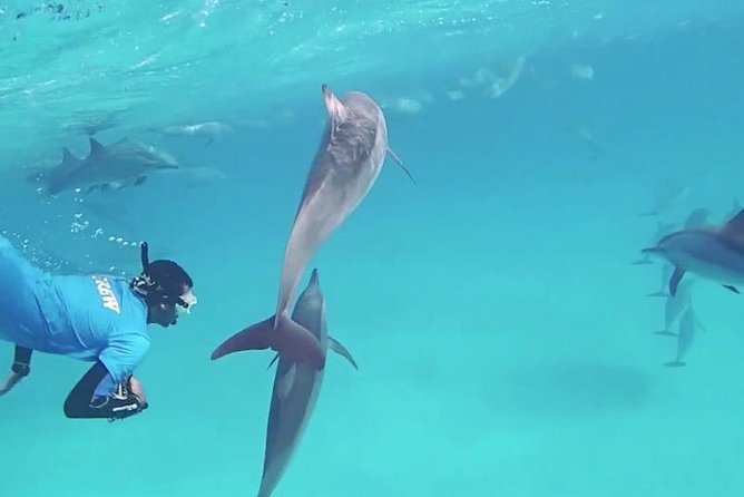Swim with Dolphins Semi Private Speedboat Sea Tour - Hurghada - Is $55 good value?