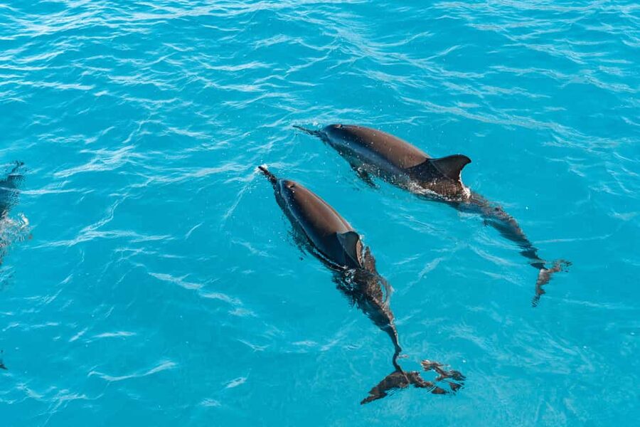 Swim with Wild Dolphins Oahu Speedboat Snorkeling Adventure! - A fast ride to Oahu’s wild west coast