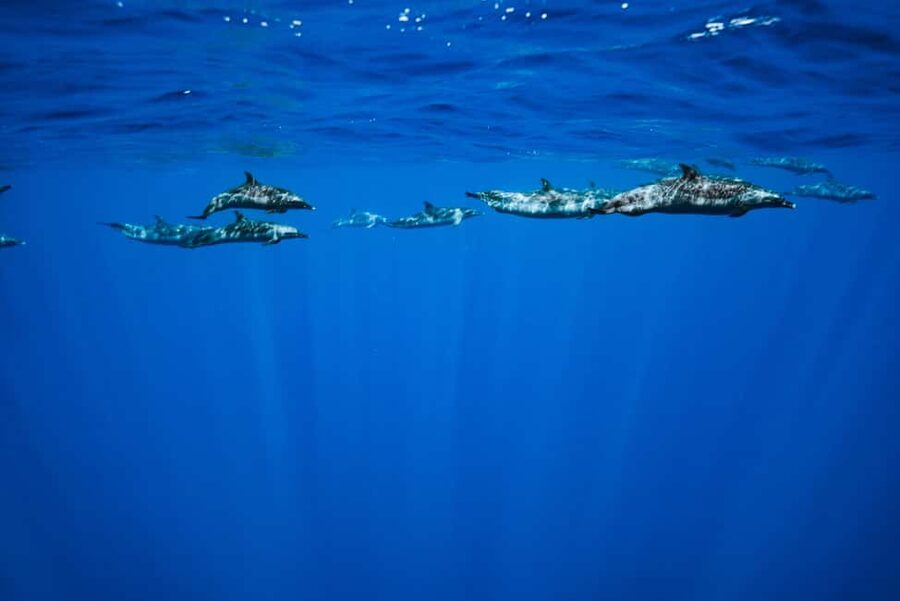 Swim with Wild Dolphins Oahu Speedboat Snorkeling Adventure! - What the $199 price really buys