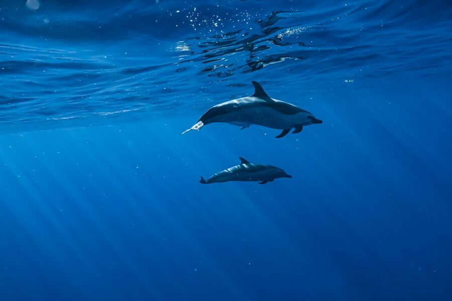 Swim with Wild Dolphins Oahu Speedboat Snorkeling Adventure! - The group size changes the feel of the trip