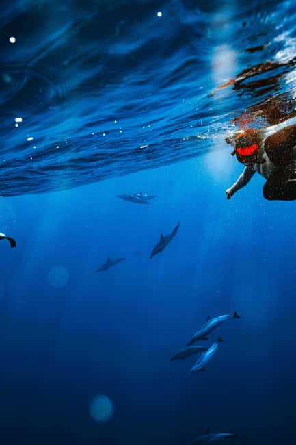 Swim with Wild Dolphins Oahu Speedboat Snorkeling Adventure! - Who should book this Oahu excursion?