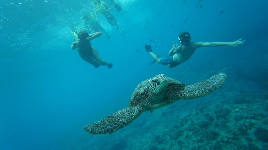 Swim with Wild Dolphins Oahu Speedboat Snorkeling Adventure! - Makaha reef brings a second wildlife stop