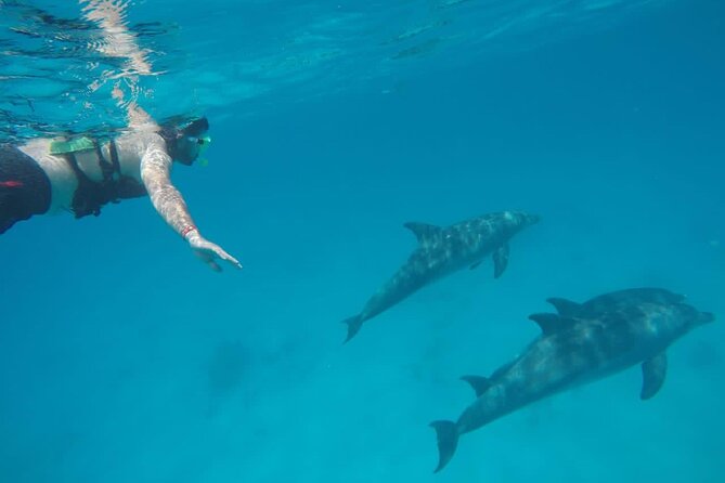 Swimming with Dolphins by Private Speed Boat - Hurghada - What the four-hour schedule feels like