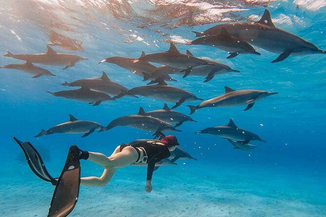Swimming with Dolphins by Private Speed Boat - Hurghada - Looking for free dolphins in open water