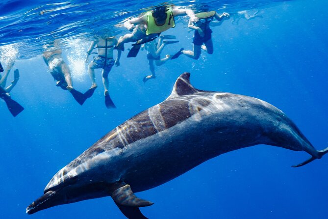 Swimming with Wild Dolphins Speedboat Adventure on Oahu - Why the west side is the right place for this trip