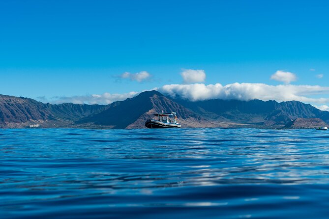 Swimming with Wild Dolphins Speedboat Adventure on Oahu - What the dolphin encounter feels like in practice