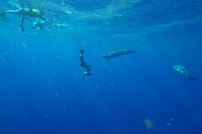 Swimming with Wild Dolphins Speedboat Adventure on Oahu - A coastal cruise with seasonal whale watching